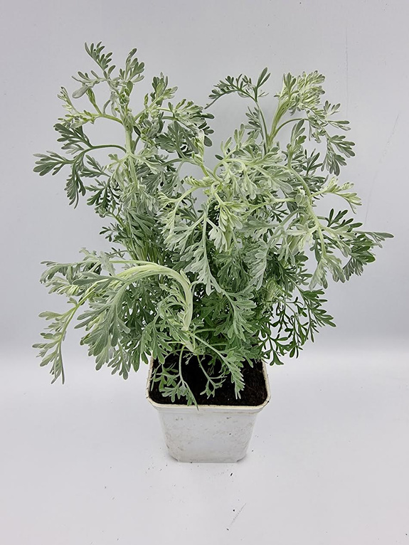 Bylica „Parfum d’ Ethiopia” - Artemisia ‘Parfum d’ Ethiopia’ - Ogrody