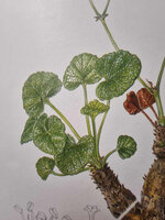 Pelargonia sukulentowa „Cotyledonis"