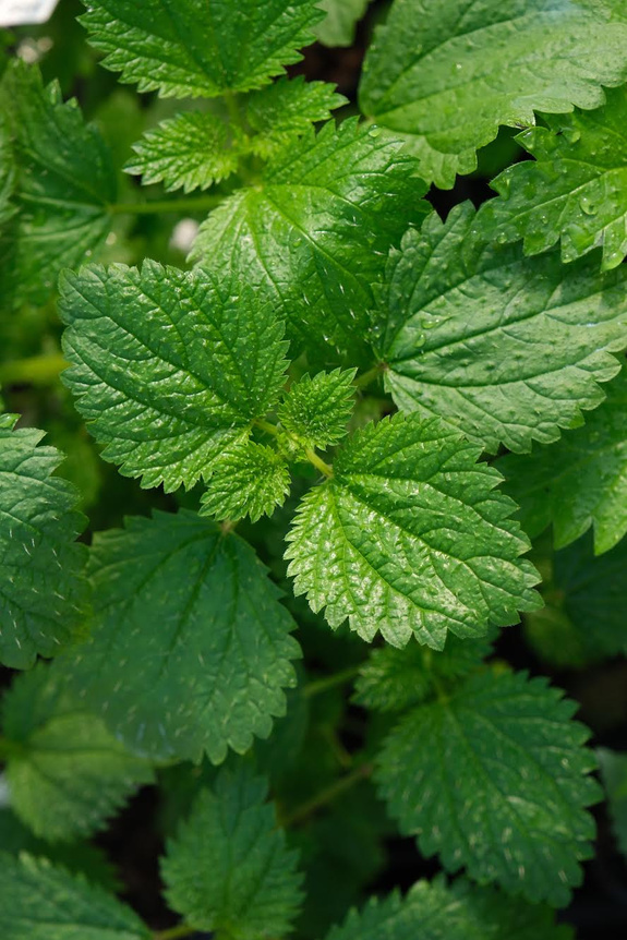 Pokrzywa śródziemnomorska