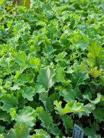 Jarmuż zielony „Dwarf Green”