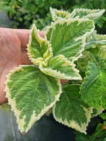 Plektrantus australijski cytrusowy  „Variegata”