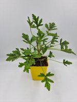 Pelargonia zapachowa lepka „Viscosissimum”