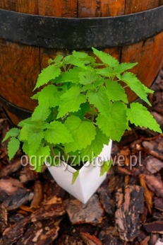 Kłosowiec meksykański miętowy