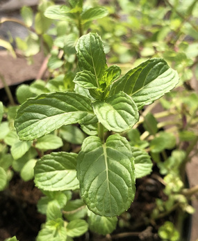 Mięta zielona „Spatka”