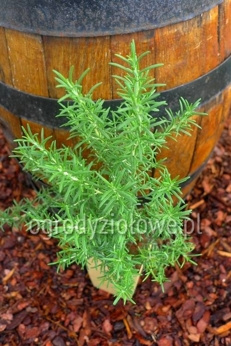 Rozmaryn „Veittschochheim” mrozoodporny