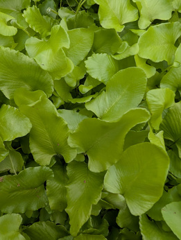 Języcznik zwyczajny