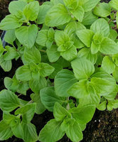 Czyścica mniejsza „Marvelette White"