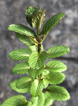 Mięta zielona „Fuzzy Spearmint”