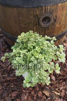 Oregano greckie białe