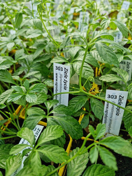 Ziele życia Jiaogulan