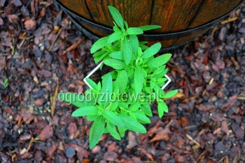 Szałwia „Cleveland”