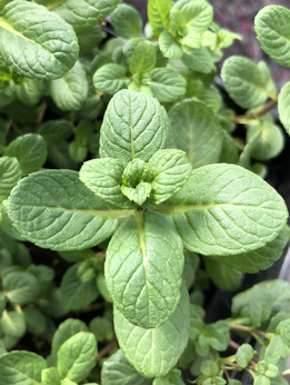 Mięta karbowana czarna