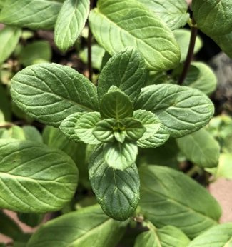 Mięta  „Leharstwenaja”