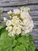 Pelargonia „Rosebud Midori Buke"