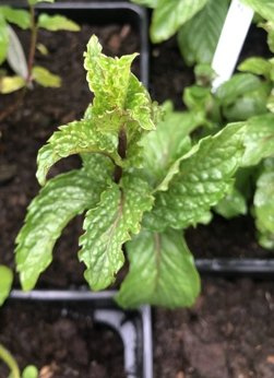 Mięta algierska owocowa