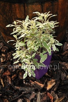 Szałwia trzykolorowa