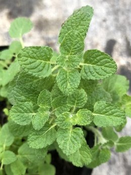 Mięta waniliowa „Hydrophyllum”