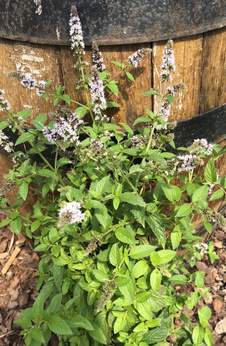 Mięta pieprzowa francuska biała