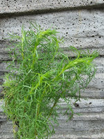 Bylica miotłowa koreańska „Yin Chen"