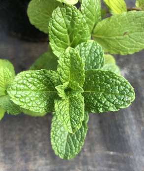 Mięta brytyjska „Guernsey Farm”