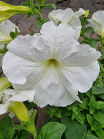 Petunia „Conchita Grande White"