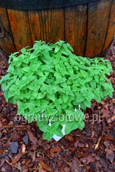 Mięta słodka cytrynowa