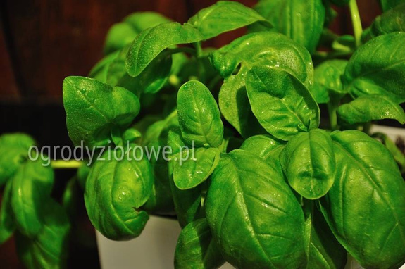 Bazylia zielona