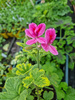 Pelargonia zapachowa „Golden Clorinda"