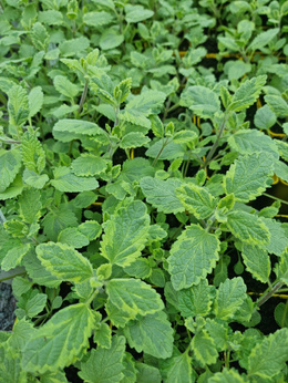 Kocimiętka dwubarwna „Six Hills Gold"