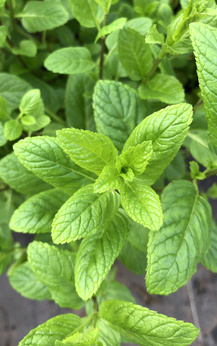 Mięta turecka „Deli nane”