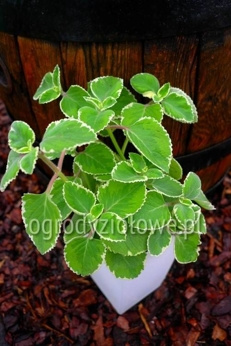 Plektrantus jamajski miętowy 'Variegatus'