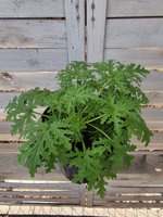 Pelargonia zapachowa różana „Candy Dancer"