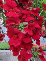 Nemezja „Sunsatia Granada"