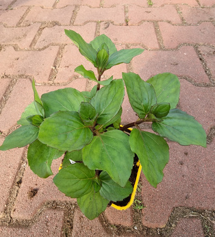 Mięta grecka cytrusowa „Zakynthos"