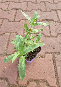 Mięta izraelska srebrna Dewódzki