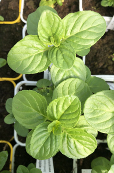 Mięta wodna „Grodzisk Mazowiecki''