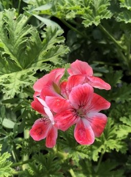 Pelargonia zapachowa morelowa „Madame Ninon"