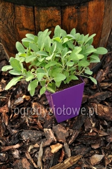 Szałwia lekarska „Culinaria ”