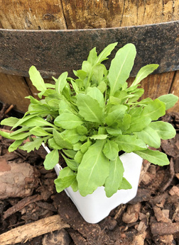 Rukola dzika wieloletnia