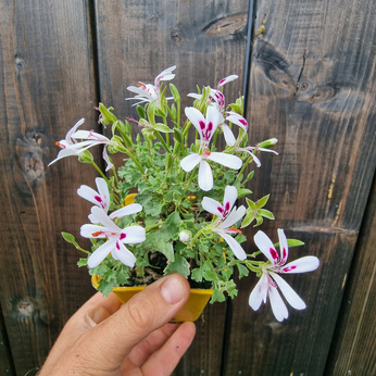 Pelargonia sukulentowa „Xerophyton"