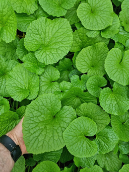Chrzan japoński wasabi  „Mephisto Green”