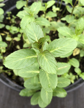 Mięta francuska „Sweet Vichy”