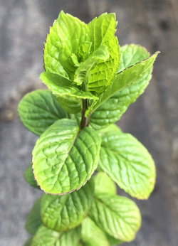 Mięta zielona „Nile Valley”