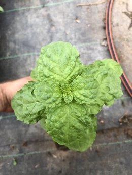 Mięta zielona okrągłolistna Dewódzki