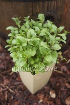 Mięta tajska karbowana