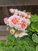 Pelargonia „Rosebud Rushmoor AVON"