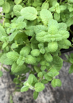 Mięta „Banana & Citrus”