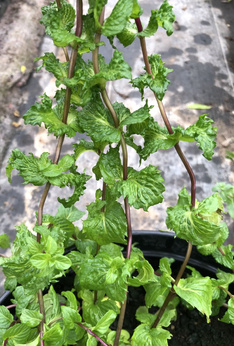 Mięta pieprzowa kędzierzawa