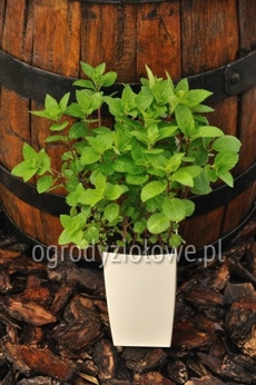 Mięta imbirowa dwubarwna