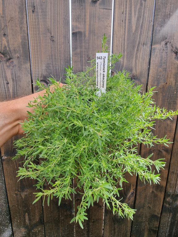 Tymianek pachnący akacjowy